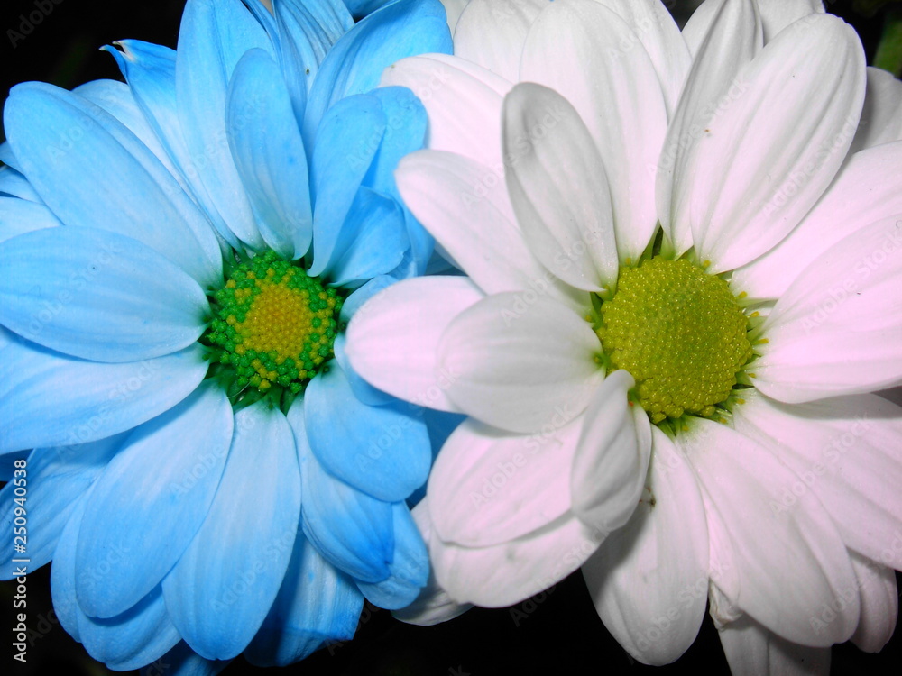 Fototapeta premium daisies
