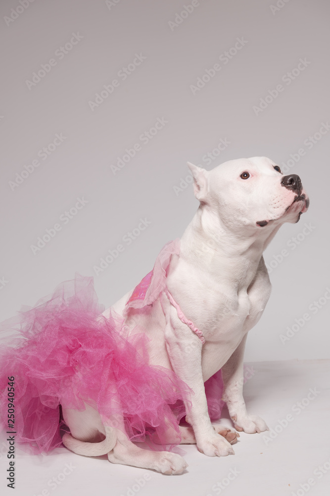 White staffordshire bull terrier wearing butterfly wings and pink tutu dress sitting in front of white background. Clumsy dancer concept. Copy space