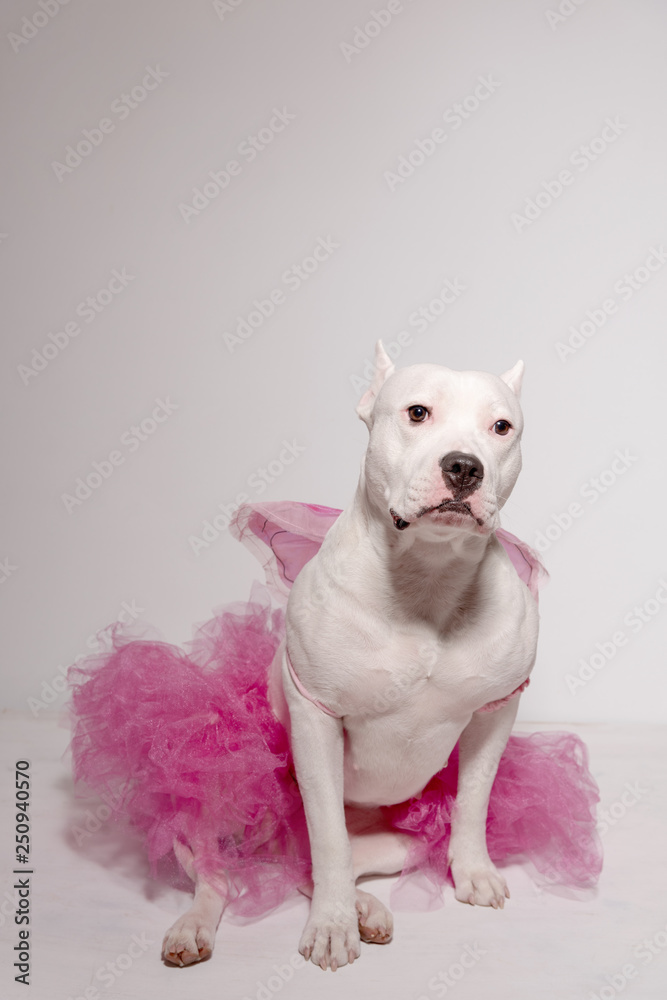 White staffordshire bull terrier wearing butterfly wings and pink tutu dress sitting in front of white background. Clumsy dancer concept. Copy space