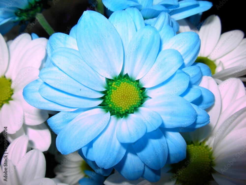 Fototapeta premium flower on blue background