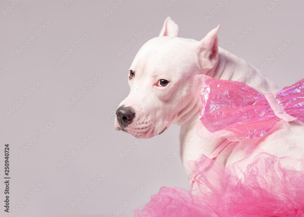 Portrait of white staffordshire bull terrier wearing butterfly wings and pink tutu dress sitting in front of white background. View from the back. Party, dancing, ballet concept.