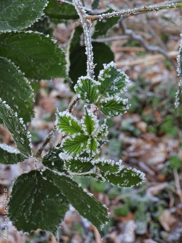 ice on frozen green blackberry leaves