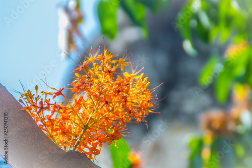 Beautiful orange asoka tree flowers (Saraca indica) on tree with green leaves background. Saraca indica, alsoknown as asoka-tree, Ashok or Asoca, saraca, Sorrowless tree. photo