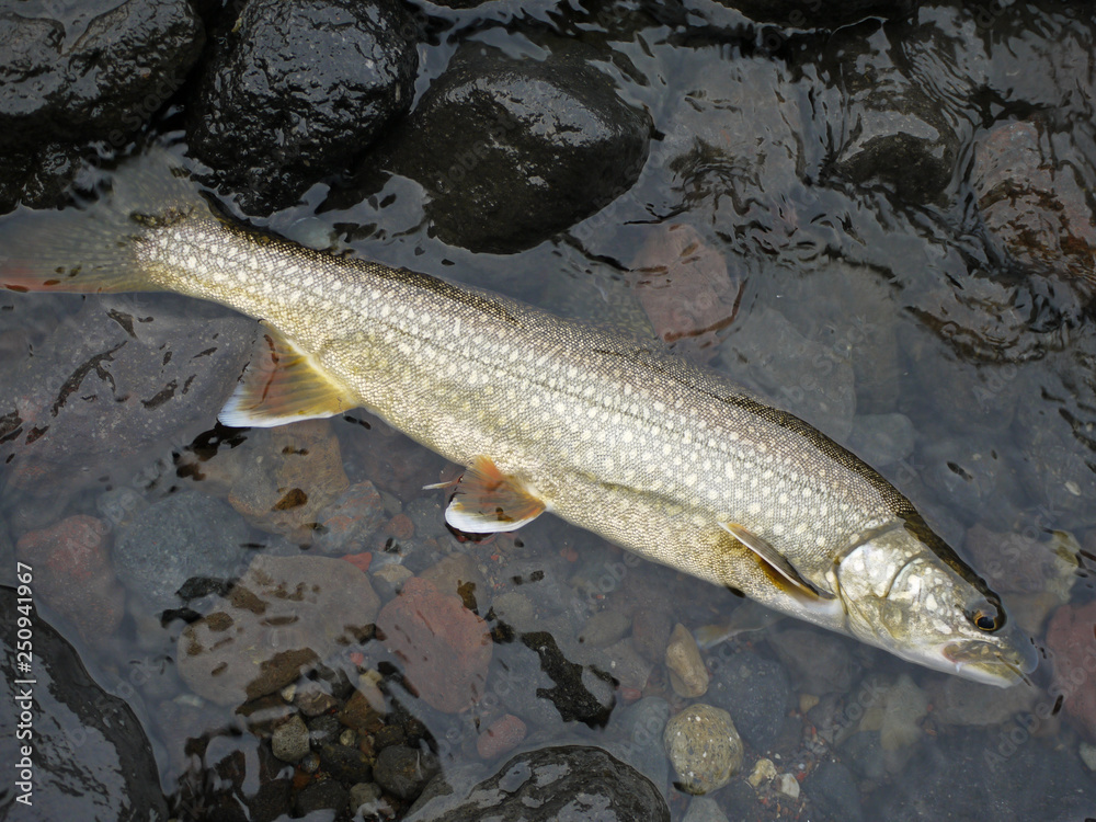 Obraz premium lake trout