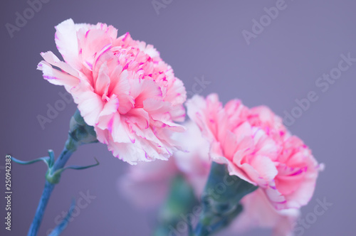 Bouquet of carnations close-up. Pink flowers on a gray background. Soft focus. Beautiful greeting card for your congratulations.