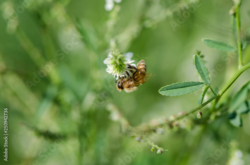 Western Honey Bee on a White Flower © Neil