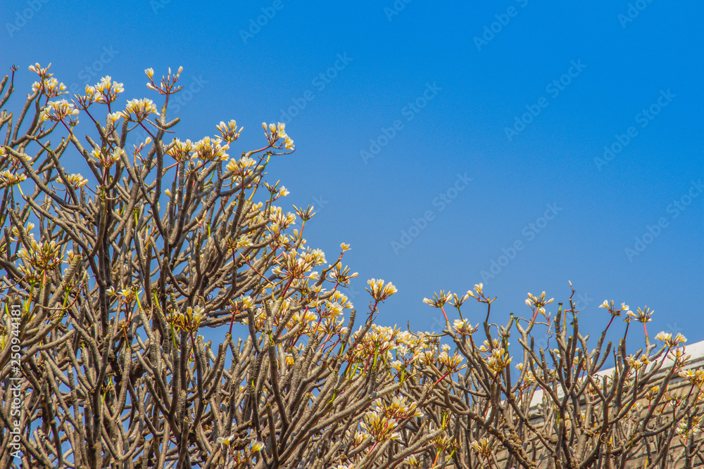 Abstract branches of leafless of Plumeria tree with blue sky background. Forest of Plumeria flower trees in the Buddhist temple.