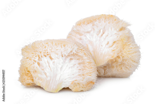 mokey head mushroom , lion mane or yamabushitake isolated on white background photo
