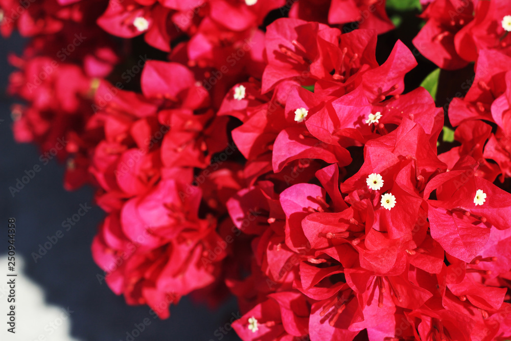 red flowers on black background red flowers on black background