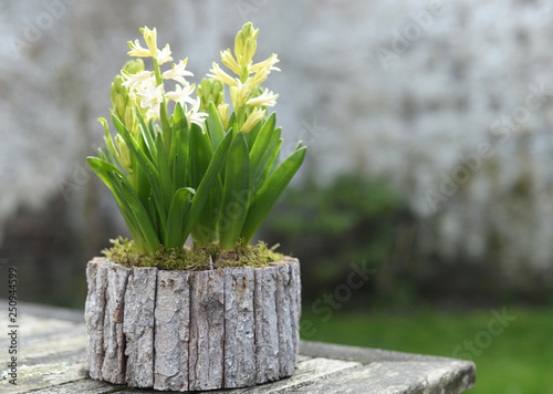 Spring is in the air. White hyacinths (Asparagaceae Scilloideae Hyacinthus) coming to bloom in natural wheatered wooden container on old teak table. Selective focus, shallow depth of field