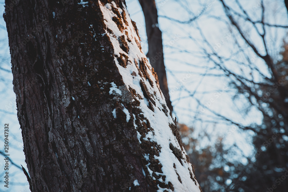 Fototapeta premium Trees in winter, Black Forest, Canada