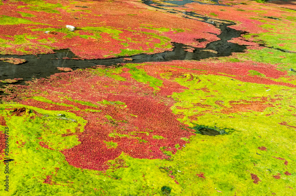 Fototapeta Potok jest pokryty czerwonymi i zielonymi algami, dzięki czemu strumień wygląda kolorowo, w Nantou na Tajwanie.