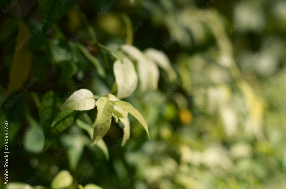 Obraz premium Young leaves Background