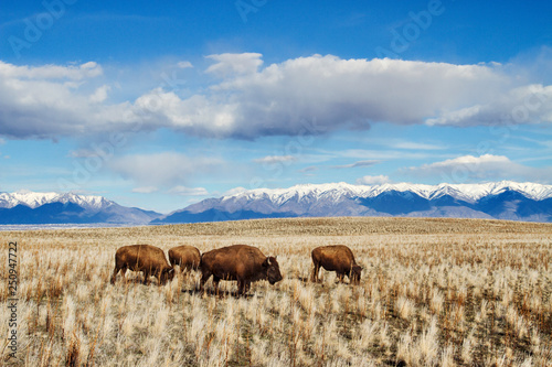 Four bison in pasture 