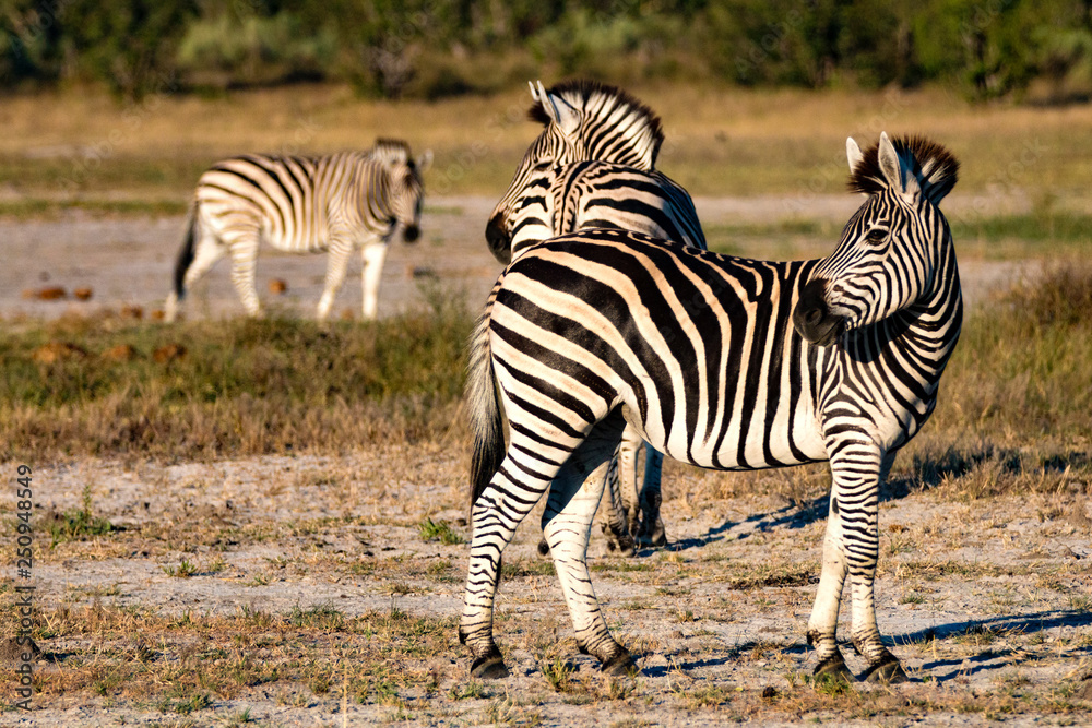 Obraz premium Three Zebras