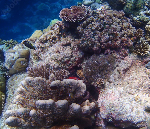 Red Tropical Fish Peeks from Variety of Corals on Reef