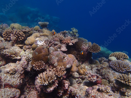 Healthy coral reef underwater in Palau with two Clownfish
