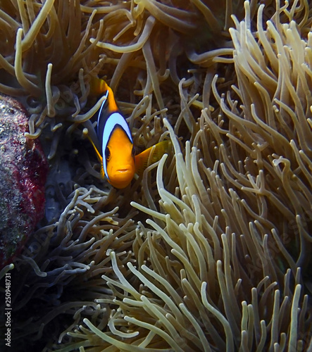 Bright Orange Clownfish Face First Close up with Tiny Teeth in Anemone