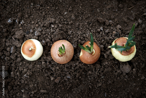 Onion with growing chives 