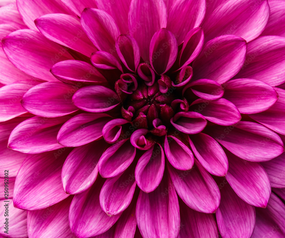 Obraz premium beautiful chrysanthemum flower macro in the garden background.