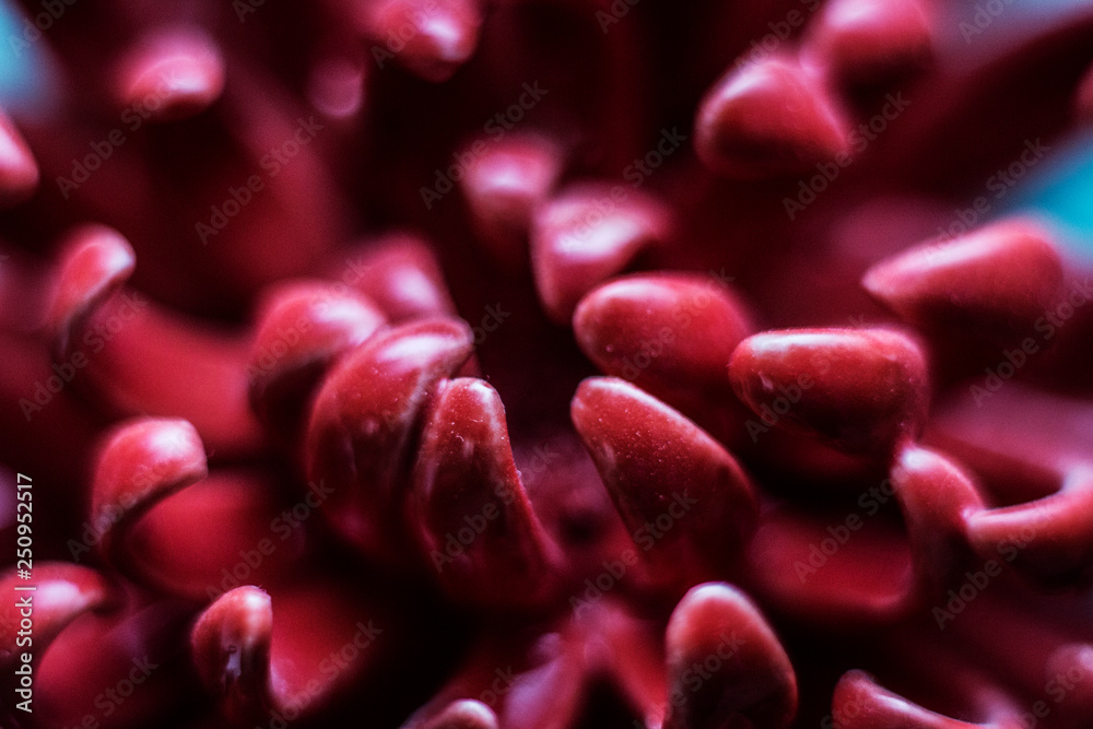 closeup of red flower petals closeup of red flower petals