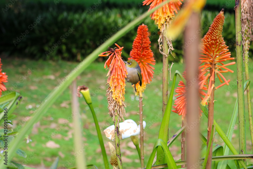 Bird Yellow Orange Plant Flower Park Bird Yellow Orange Plant Flower Park