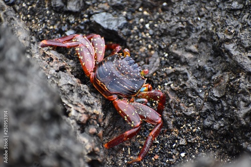 Sally lightfoot crab in the wild
