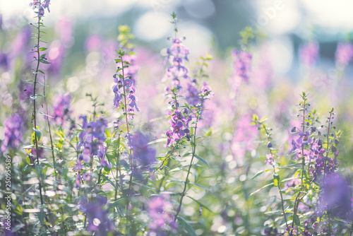 Narrowleaf angelon flowers in a field in springtime