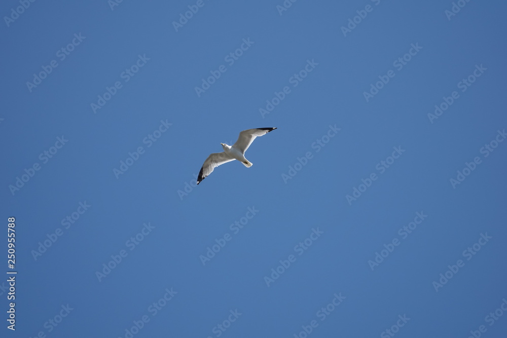 seagull flying in the blue sky seagull flying in the blue sky