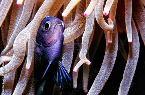 Damsel fish hiding in reef (also known as 3 Spot Damsels, or Domino Damsels)
Like all damselfish, the 3-Spot Domino Damselfish can be territorial and aggressive, especially as they get older.

Digitally Enhanced