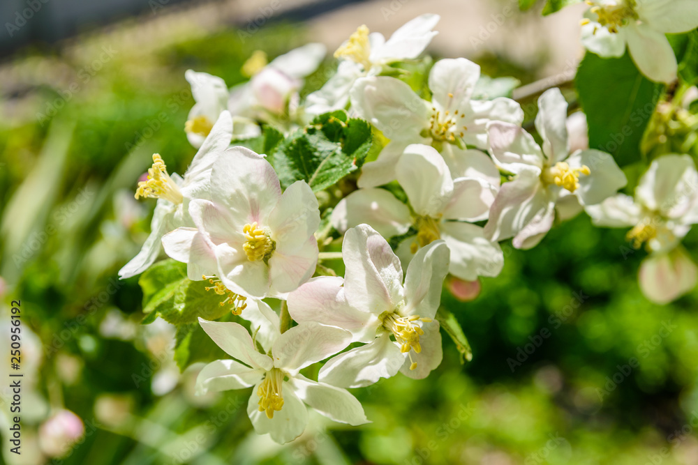Fototapeta premium Blossoming branches of the apple tree on spring