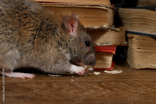 Close-up the rat (Rattus norvegicus) chewing paper near pile of old books on the flooring in the library. Concept of rodent control.