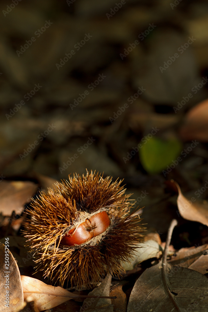 Obraz premium chestnut