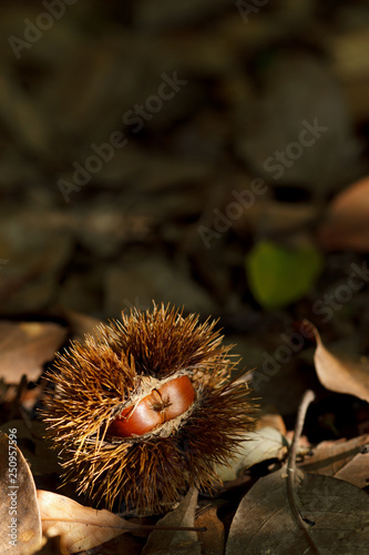 chestnut