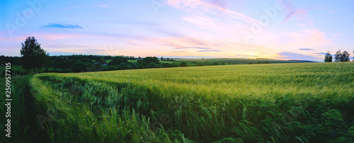 Panoramic summer landscape of field of green rye at sunset.Focus on a foreground.