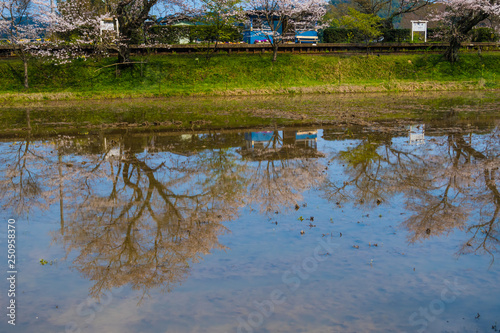 桜とローカル線 © Daigo Hoya* / 保谷提吾