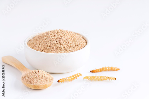 Bamboo worm powder. Bamboo Caterpillar flour for Insects eating as food edible items made of cooked insect meat in bowl and spoon on white background is good source of protein. Entomophagy concept.