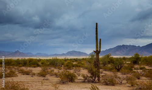 Saguaro Cactus in Arizona desert. Mountains on the eastern skyline of Phoenix, Arizona