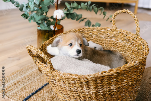 Cute puppy sitting in basket.