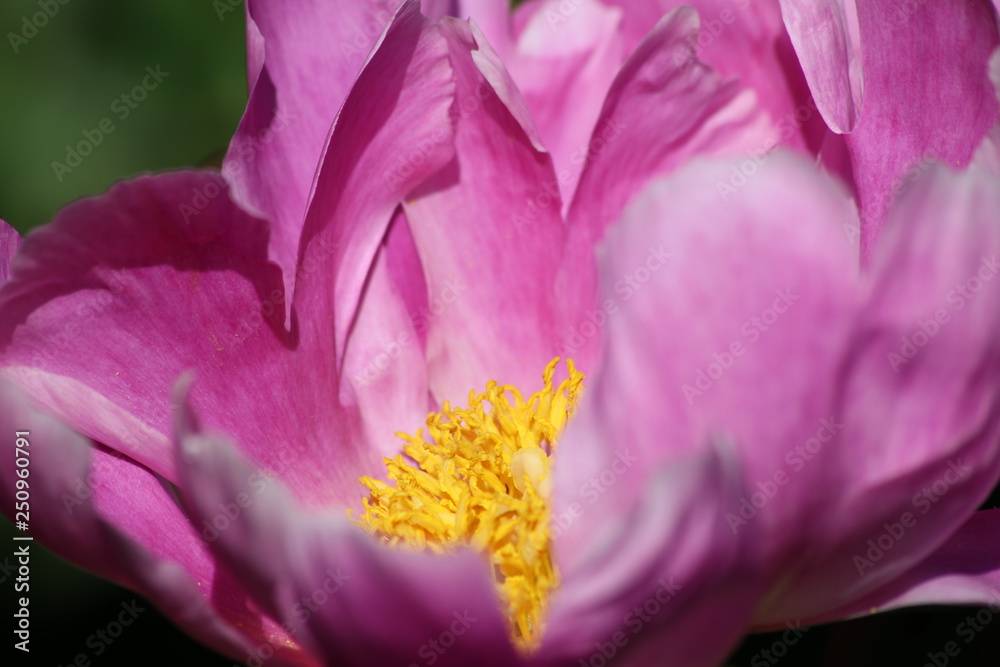 Blumen Blumen