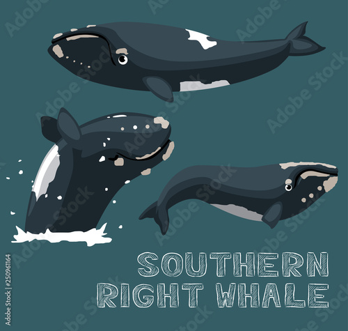 Southern Right Whale Cartoon Vector Illustration