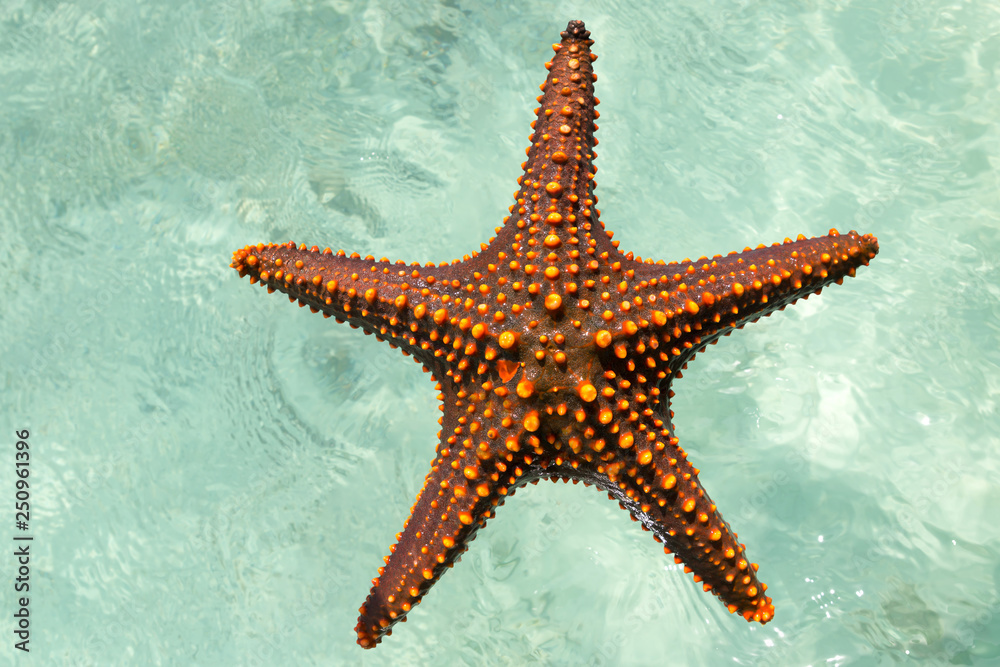 starfish isolated white water. the starfish is large with multiple colorful spots shot in Zanzibar starfish isolated white water. the starfish is large with multiple colorful spots shot in Zanzibar