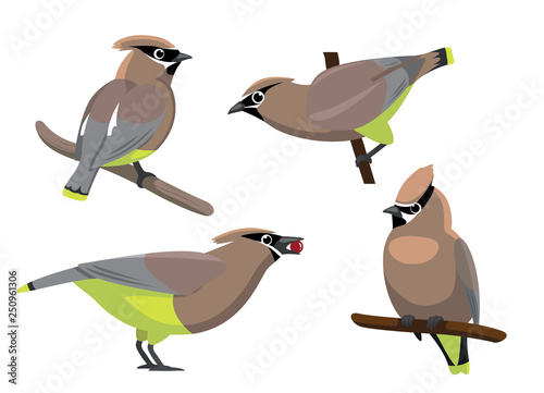 Bird Cedar Waxwing Set Cartoon Vector Illustration