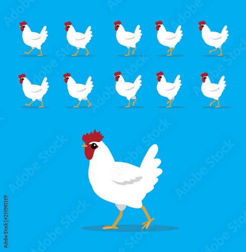 Animal Animation Sequence Poultry White Chicken Cartoon Vector