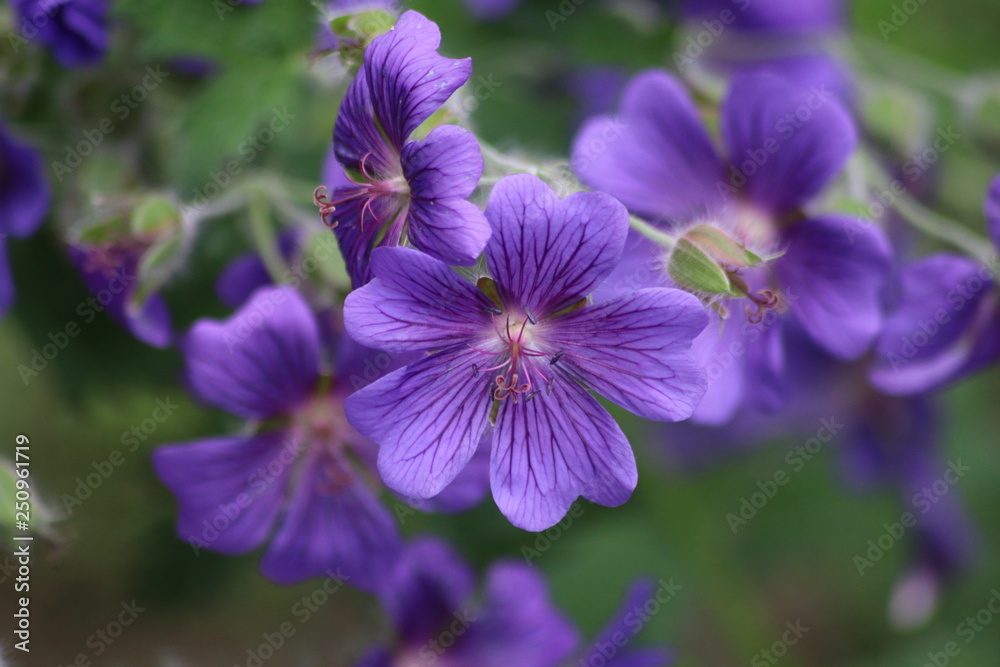 Gartenblumen Gartenblumen