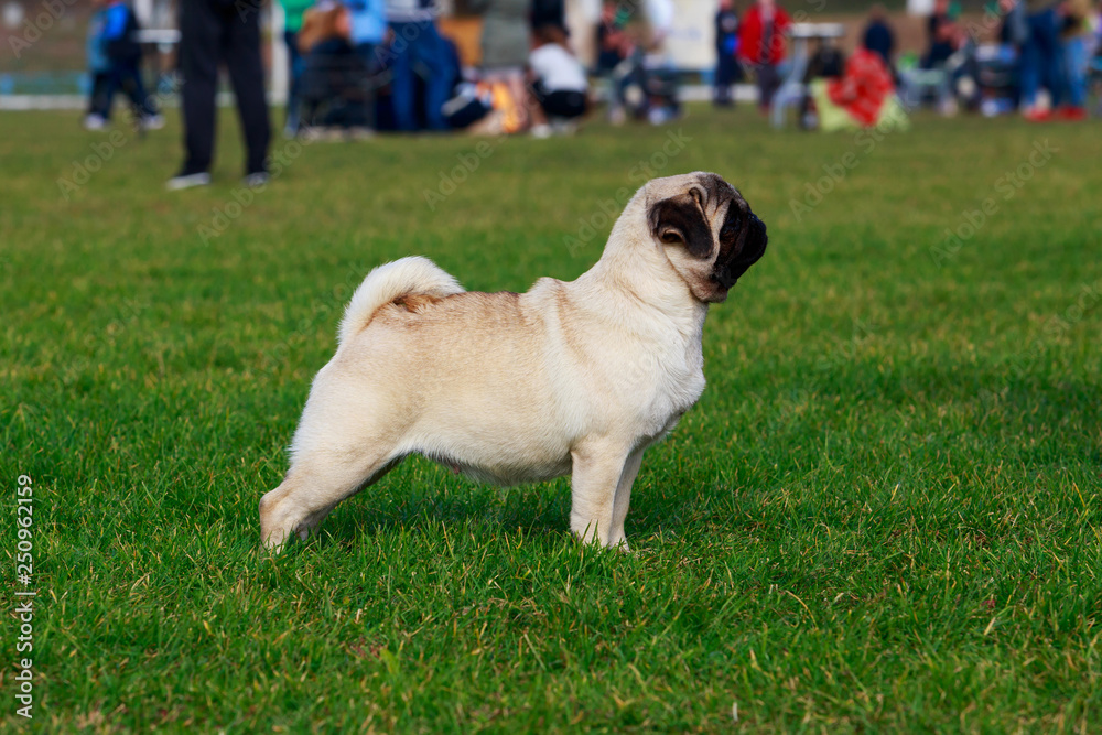 pug dog breed