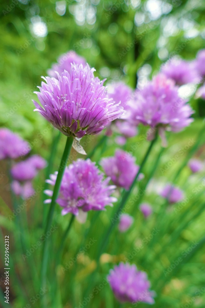 Allium. Decorative purple onions close-up in the rays of the sun on a blurred vegetable background. Allium. Decorative purple onions close-up in the rays of the sun on a blurred vegetable background.