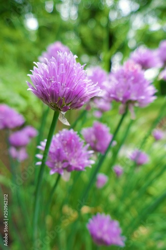 Allium. Decorative purple onions close-up in the rays of the  sun on a blurred vegetable background.