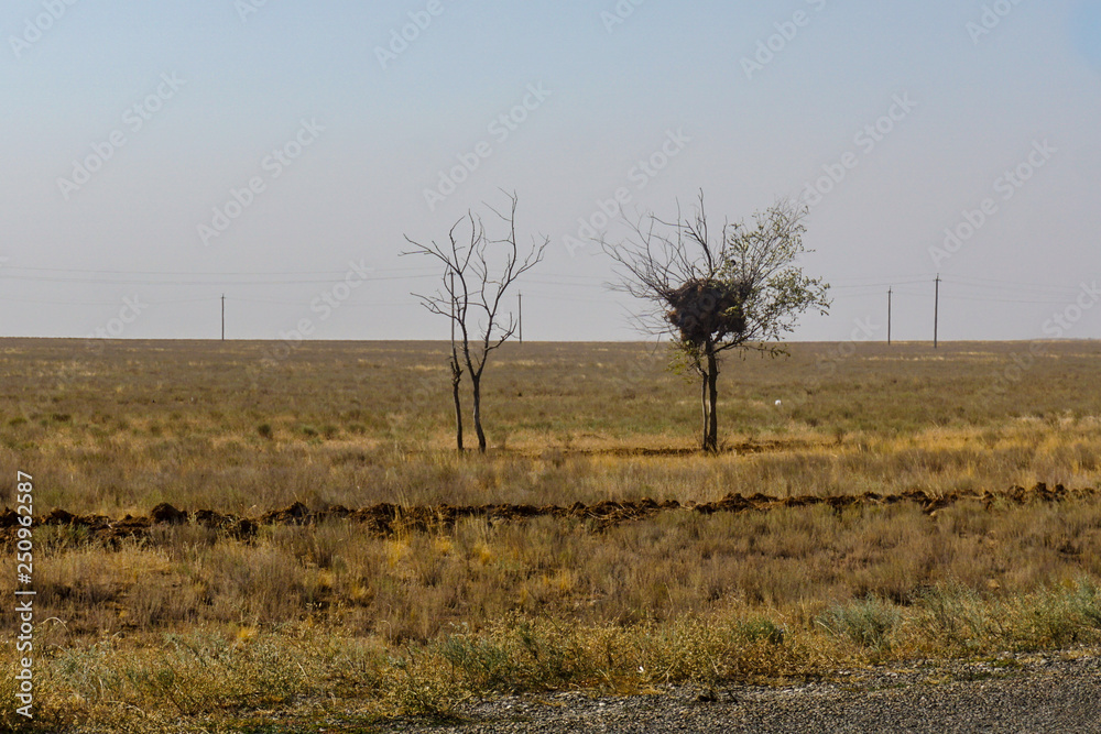 Obraz premium Bird nests located on rare trees along the steppe road. Around the arid, hot steppe of Kalmykia