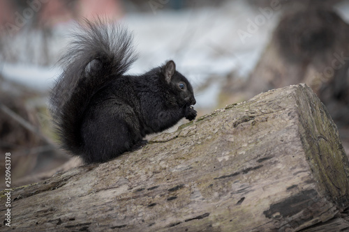 Sweet black squirrel